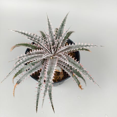 Dyckia 'Kali' Sueb Hybrid