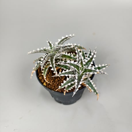 Dyckia Otto-ZL004 Otto Bromeliad Hybrid