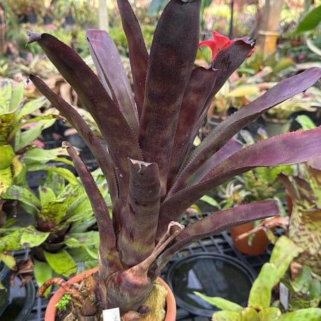 Canistrum seidelianum