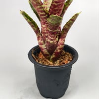 Neoregelia Tiger Sprung