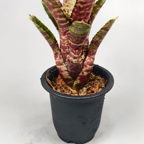 Neoregelia Tiger Sprung