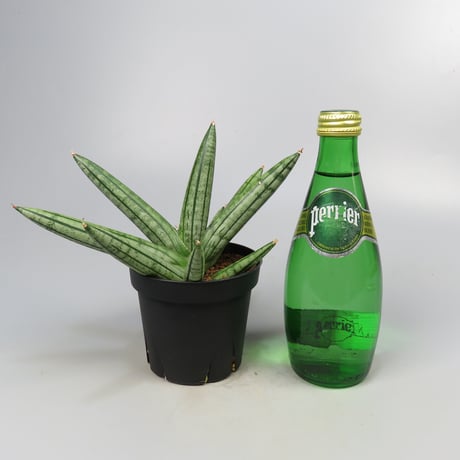 Sansevieria Fatman