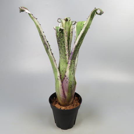 Hohenbergia 'Karla' (BCR11568) ex Hermann Prinsler