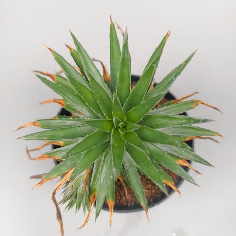 Dyckia sp from Satith