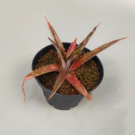 Dyckia platyphylla (Ex Red) ex SN