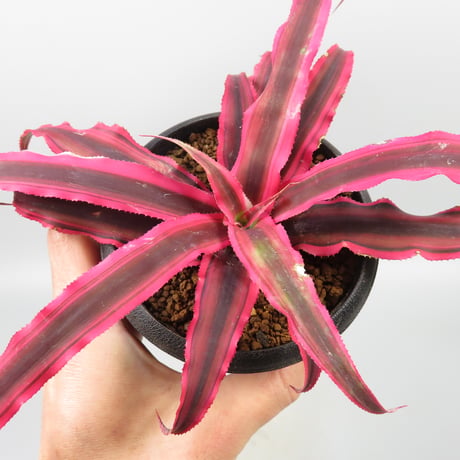 Cryptanthus bivittatus 'Power Pink' ex WICHA