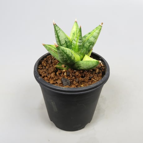 Sansevieria Ming Manee variegated from Yoky plant