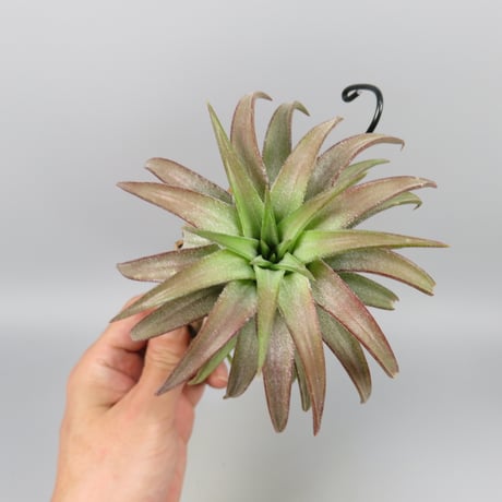 Tillandsia ionantha var. vanhyningii 'Red Dragon'