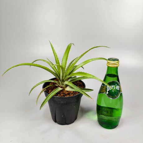 Ananas nanus