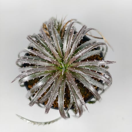 Dyckia choristaminea x Dakota ex Satith