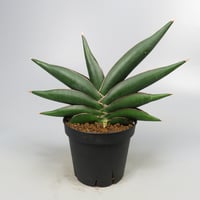 Sansevieria Sawasdee