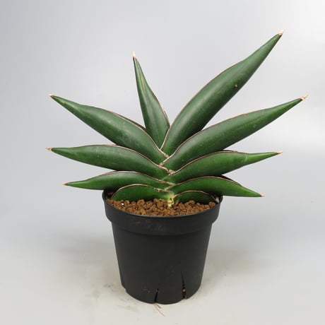 Sansevieria Sawasdee