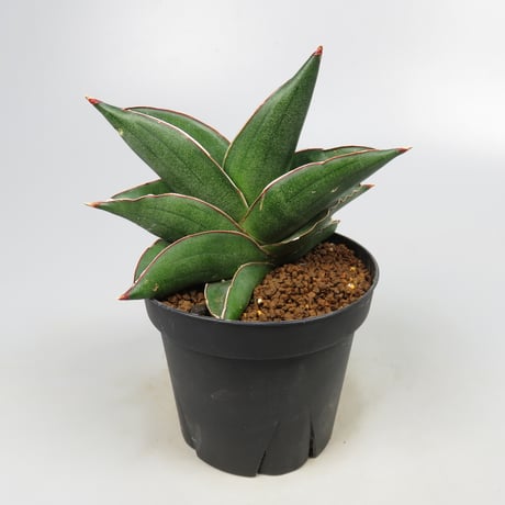 Sansevieria Noah's Ark from Yoky plant