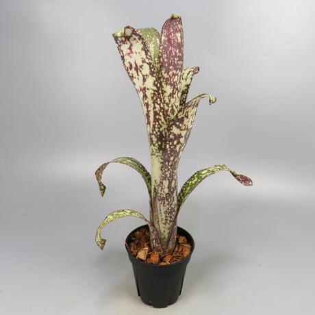 Billbergia 'Casa Blanca' (BCR750)