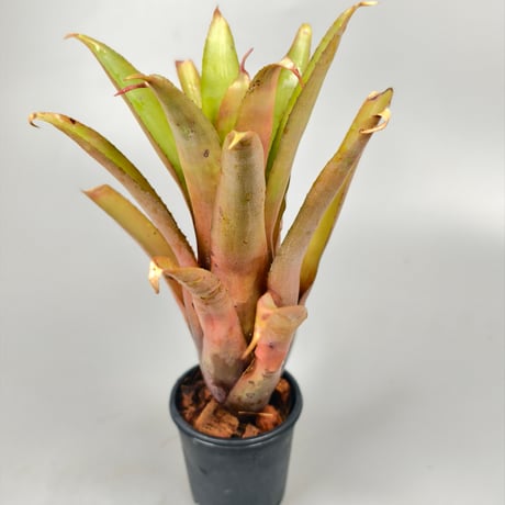 Aechmea caudata x recurvata