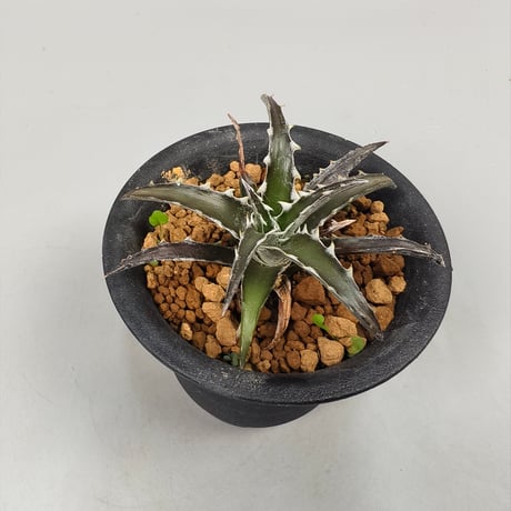 Dyckia Robinson