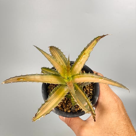 Orthophytum Iron ore × (Iron ore × (Brittle Star × saxicola))