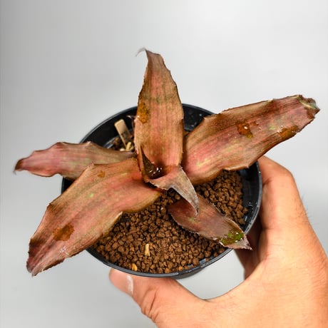 Cryptanthus 'Evon' Bromeliad Cultivar Register (1520)