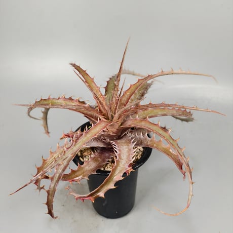 Encholirium nibertii × Ono Clone shidoku-plants-kuruu 2024 Self Seedling