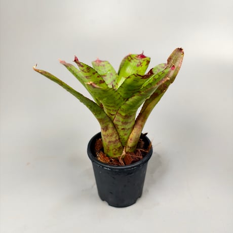 Neoregelia Kamehameha
