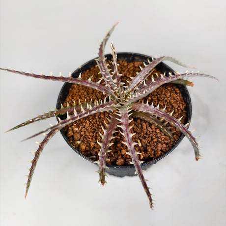 Dyckia dawsonii Bill Baker Clone