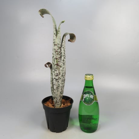 Quesnelia marmorata 'Tim Plowman' (BCR7974)