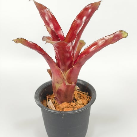 Quesnelia 'Black Knight' from Michel Bromeliad