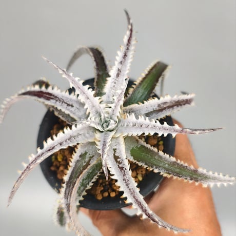 Dyckia 'Phanat Nikhom'