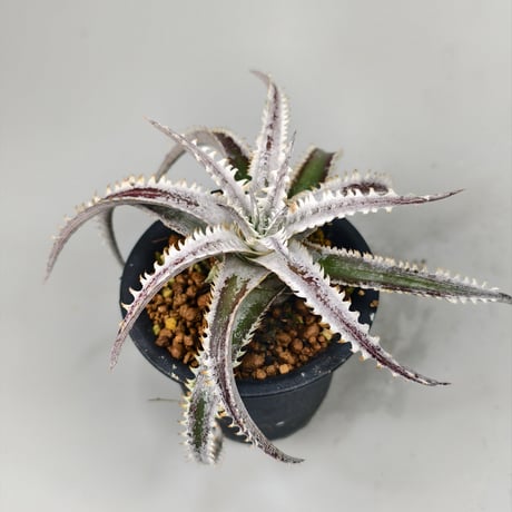 Dyckia 'Phanat Nikhom'