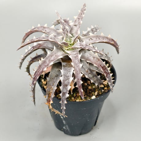 Dyckia Mahachai F2