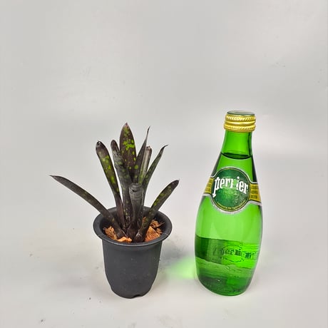 Neoregelia Nosferatu  Bromeliad Cultivar Register (16358)