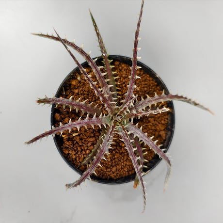 Dyckia dawsonii Bill Baker Clone
