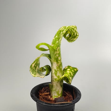 Billbergia leptopoda