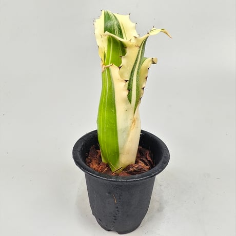 Hohenbergia Karla (BCR11568) ex Hermann Prinsler