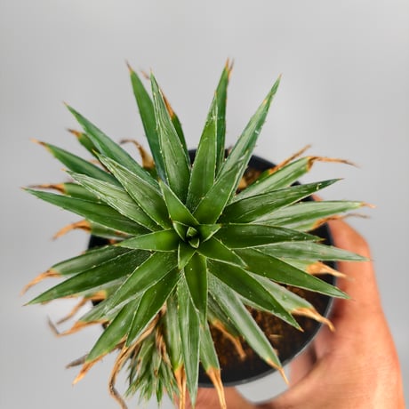 Dyckia sp from Satith