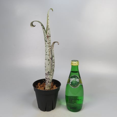 Quesnelia marmorata 'Tim Plowman' (BCR7974)