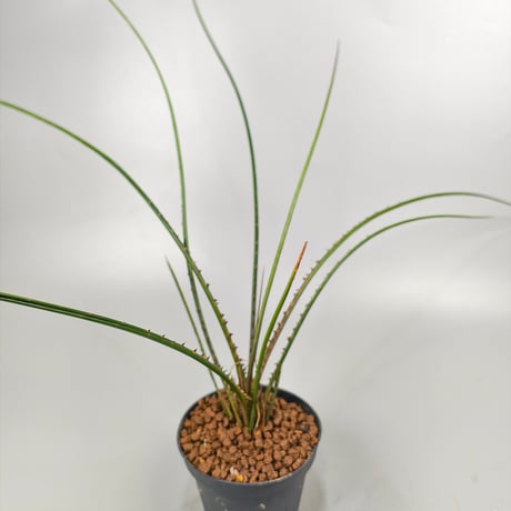 Acanthostachys pitcairnioides
