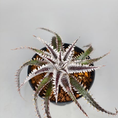 Dyckia Tartaria Sueb Hybrid