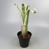 Hohenbergia 'Karla' (BCR11568) ex Hermann Prinsler