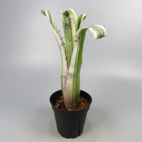 Hohenbergia 'Karla' (BCR11568) ex Hermann Prinsler