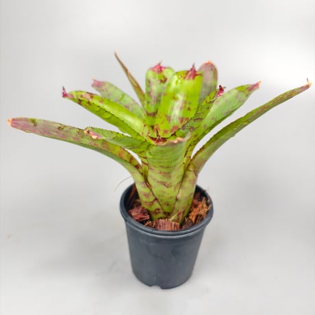 Neoregelia Kamehameha