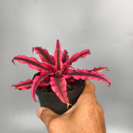 Cryptanthus bivittatus 'Power Pink' ex WICHA
