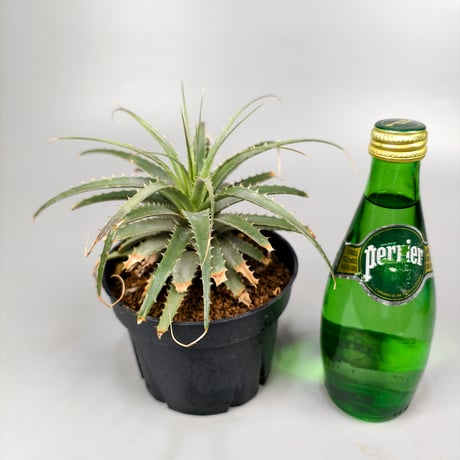 Deuterocohnia longipetala  lithospheric form DJC Southern Bolivia.