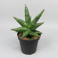 Sansevieria Taurus from Yoky plant