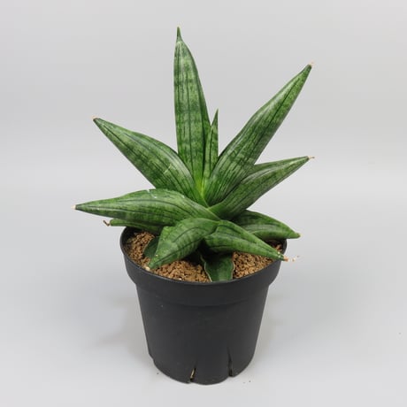 Sansevieria Taurus from Yoky plant