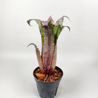 Hohenbergia sp.357