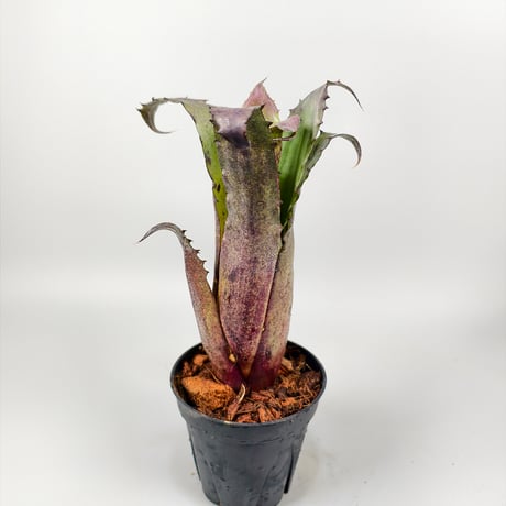 Hohenbergia sp.357