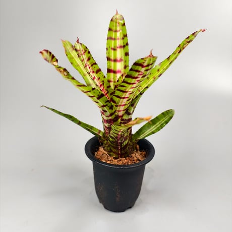 Neoregelia Palmares Bromeliad Cultivar Register (10495)