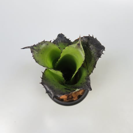 Hohenbergia Special Spine