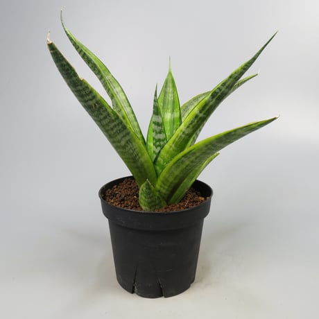 Sansevieria Cordova variegated from Yoky plant